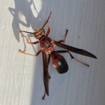 50_Paper Wasp