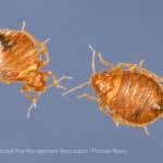bed bug male, female, and eggs