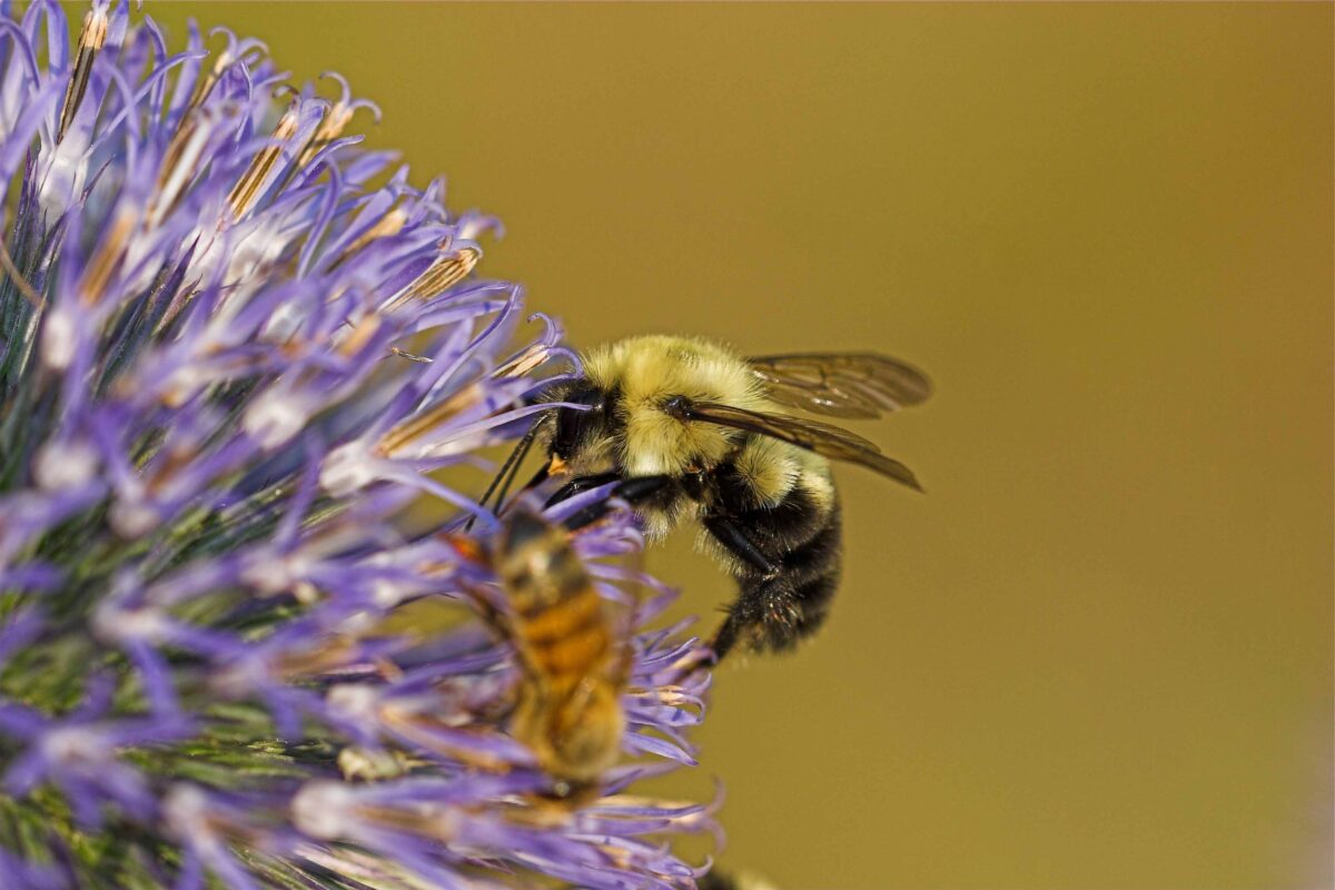 44_Bumble Bee