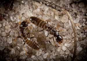 55_Termites