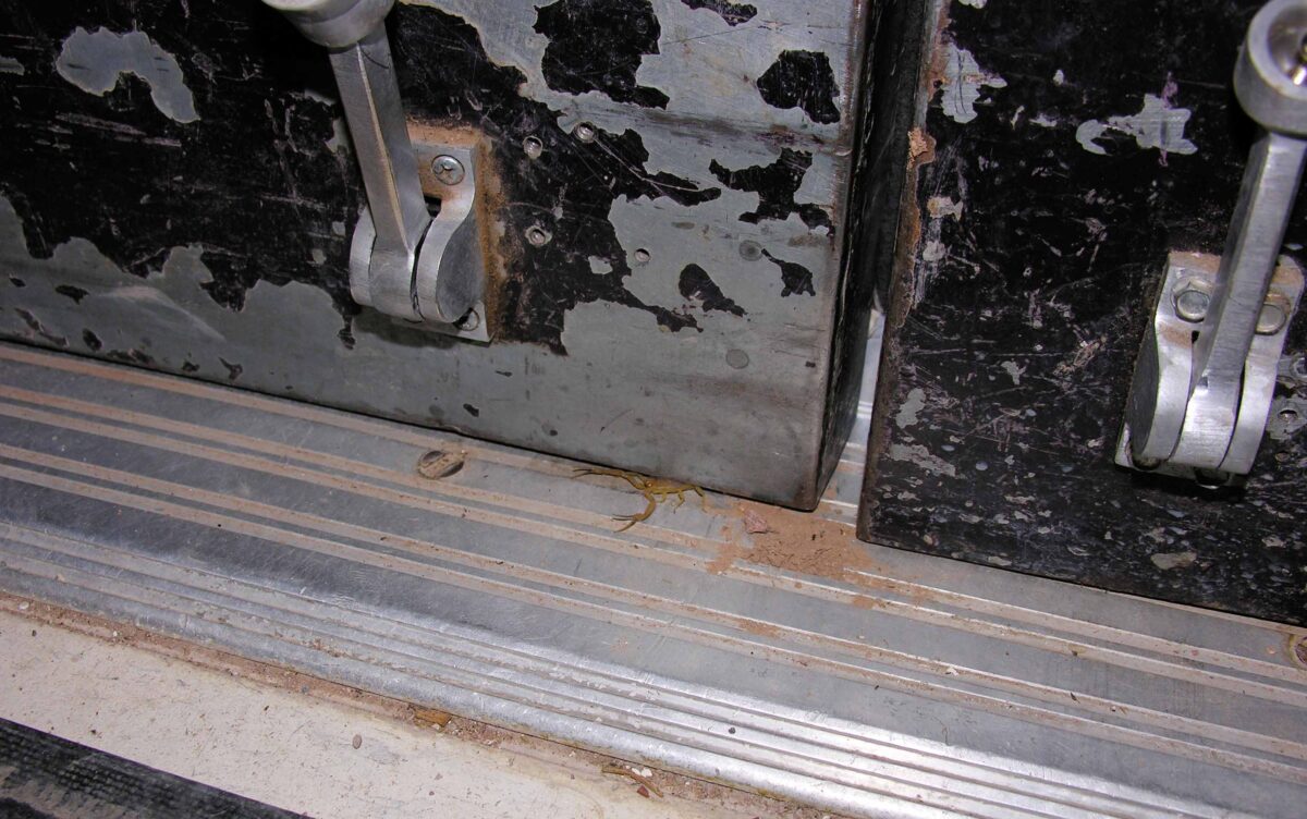 Bark scorpion entering a building under a door
