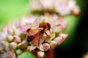 46_Honey Bee