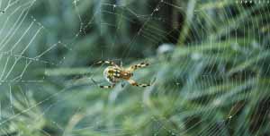 Orb Weaver spider by PPMA