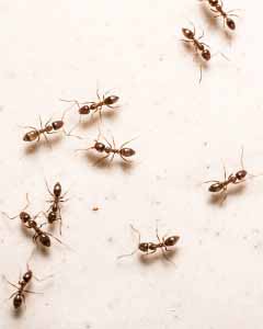 02_Argentine Ants