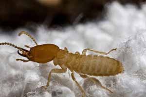 Formosan termite photo by PPMA
