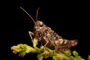 57_Grasshopper