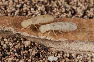Drywood termite - Photo by PPMA