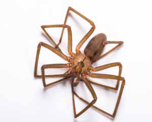 Brown recluse spider photo by PPMA