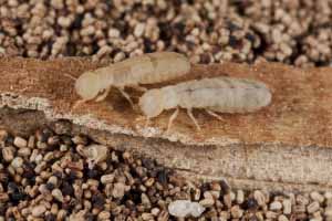 53_Drywood Termites