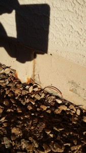 Active Arizona Termites  20151209_085004