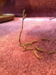 Termite tube carpet