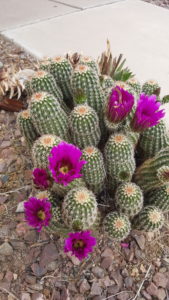 Spring blooming cactus