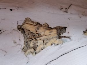 Termite signs