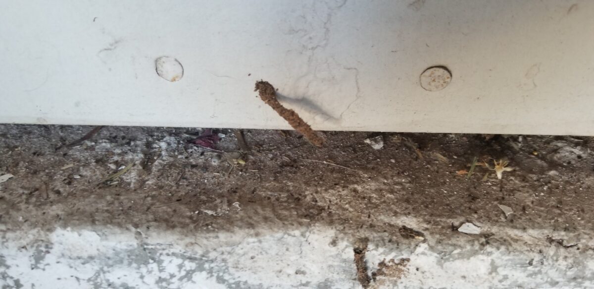 Termite weird tubes