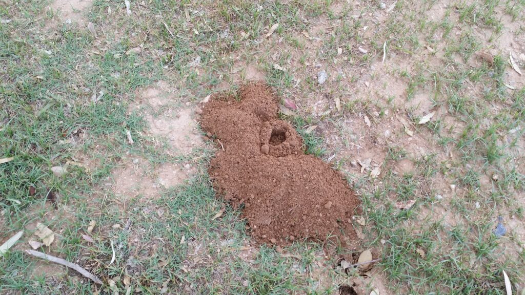 Pocket Gopher issues - Arizona Pest Control - Pest Management Services ...