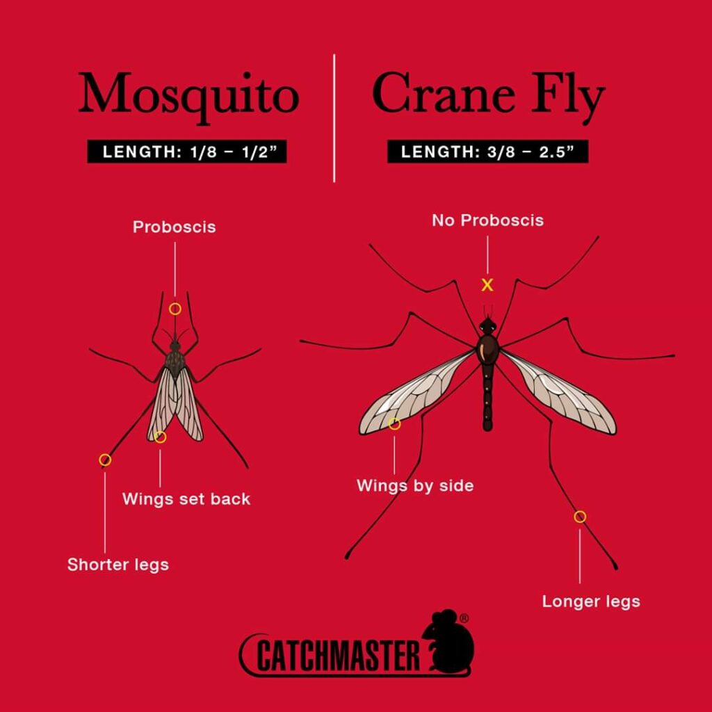 Mosquito vs Crane Fly Arizona Pest Control Pest Management Services