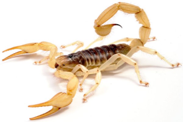 Arizona Desert Hairy Scorpion