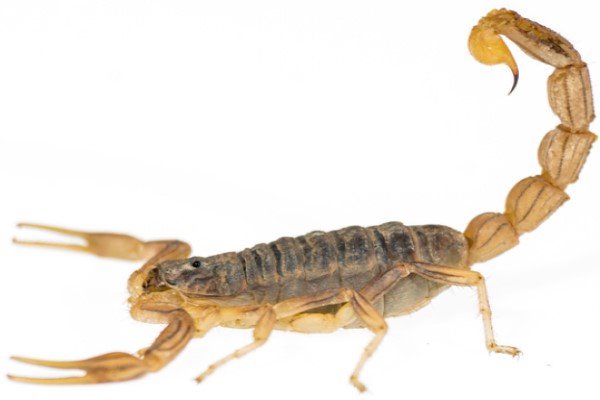 Arizona Stripetail Scorpion