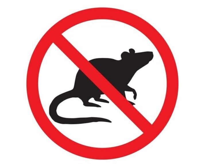 Rodent Exterminator Phoenix – Rodent Pest Control – Rat Exterminator