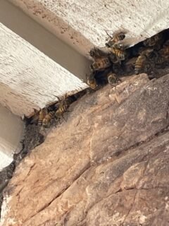 Honeybee Danger