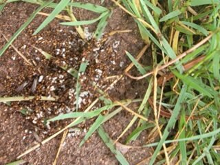 Swarming Ants